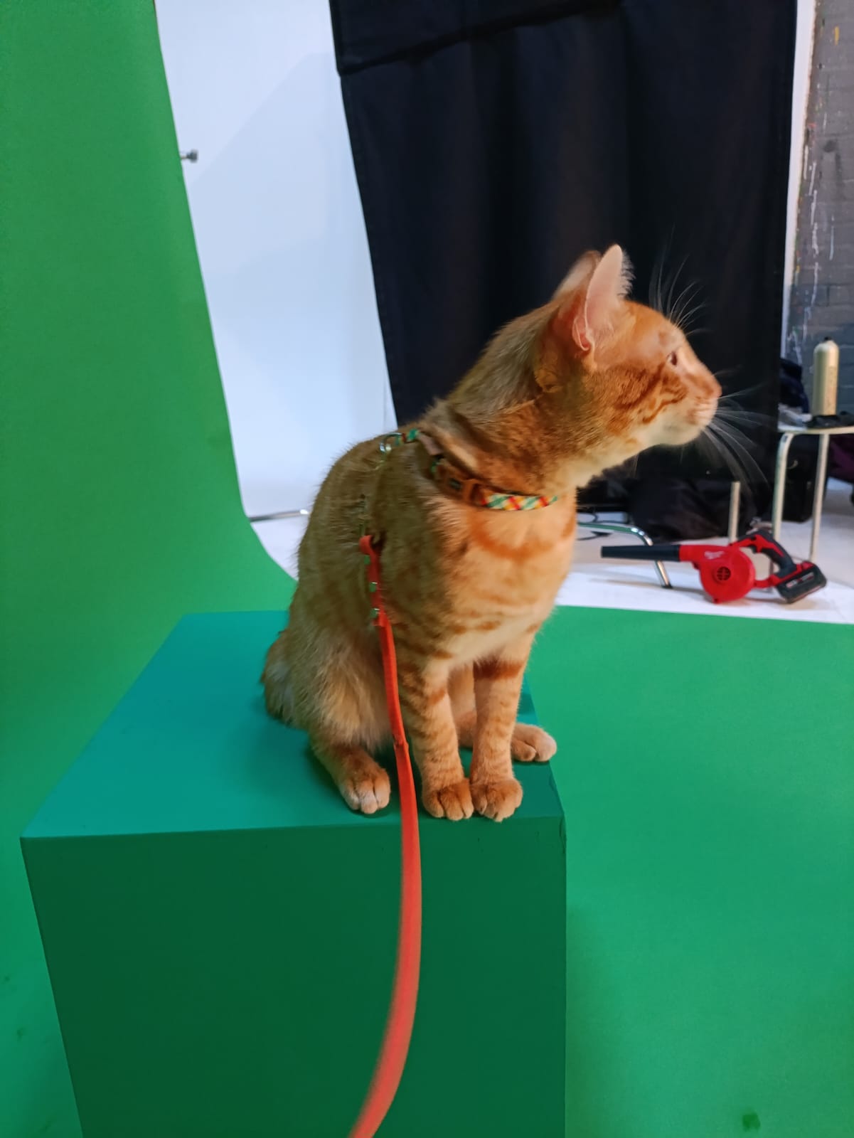 Correa de biothane lisa - 1cm de ancho - Imagen 2